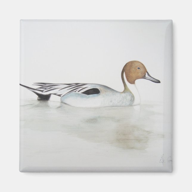 Pintail Duck 2011 Magnet (Front)