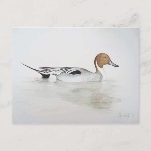 Pintail Duck 2011 Postcard (Front)