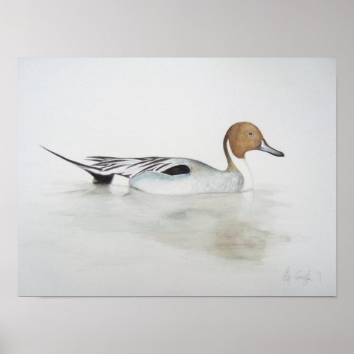Pintail Duck 2011 Poster