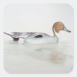 Pintail Duck 2011 Square Sticker