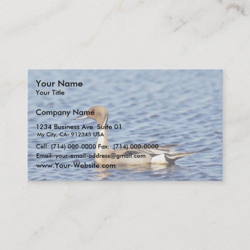 Pintail Duck Drake Business Card Templates