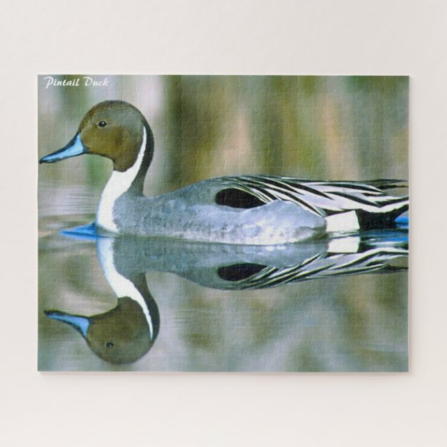 Pintail Duck Jigsaw Puzzle (Horizontal)