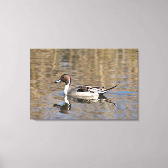 Pintail Duck Swims In A Pond Canvas Print (Front)