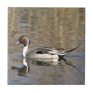 Pintail Duck Swims In A Pond Ceramic Tile