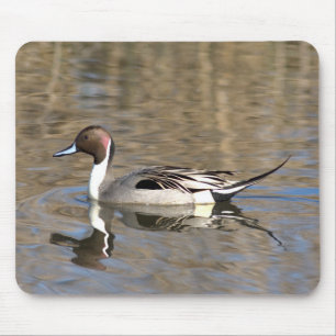 Pintail Duck Swims In A Pond Mouse Pad