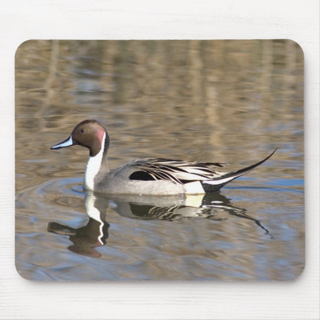 Pintail Duck Swims In A Pond Mouse Pad (Front)