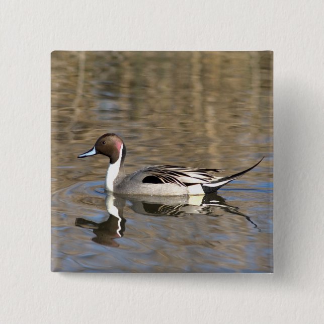 Pintail Duck Swims In A Pond Pinback Button (Front)