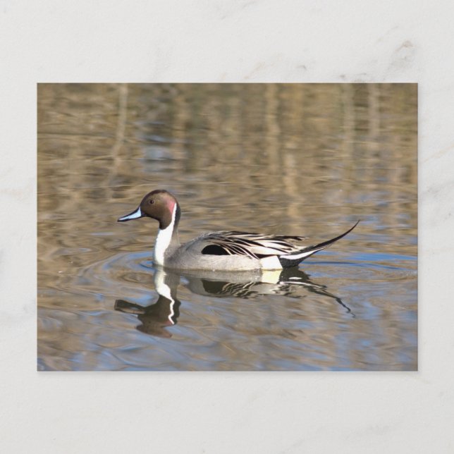 Pintail Duck Swims In A Pond Postcard (Front)