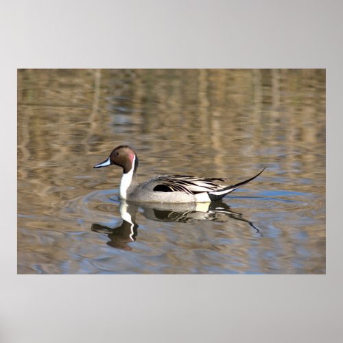 Pintail Duck Swims In A Pond Poster