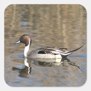 Pintail Duck Swims In A Pond Square Sticker