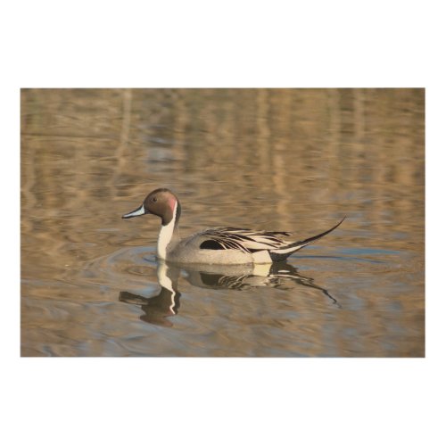 Pintail Duck Swims In A Pond Wood Wall Art