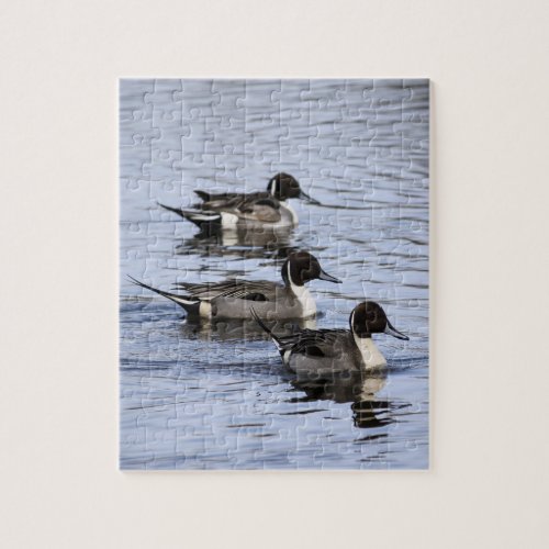 Pintail duck Trio Jigsaw Puzzle