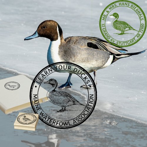 Pintail Duck Waterfowl Nature or Return Address  Rubber Stamp