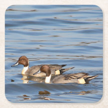 Pintail ducks paper coaster