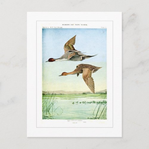 Pintail ducks postcard