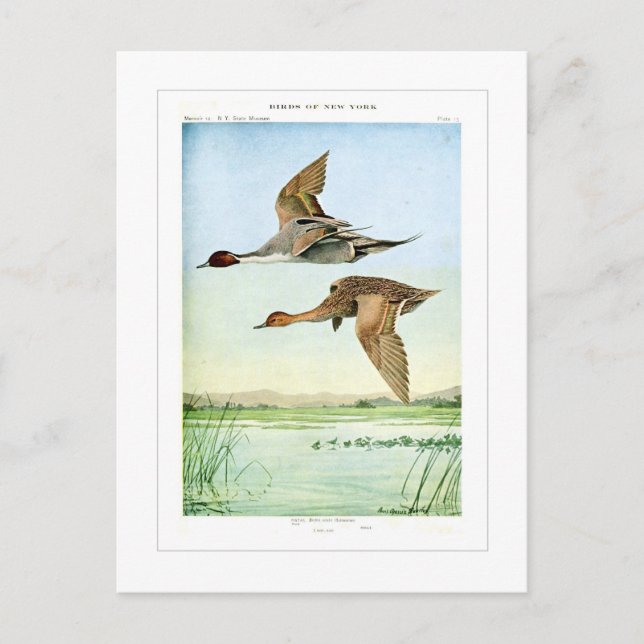 Pintail ducks postcard (Front)