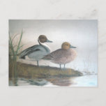 Pintail Ducks Postcard at Zazzle
