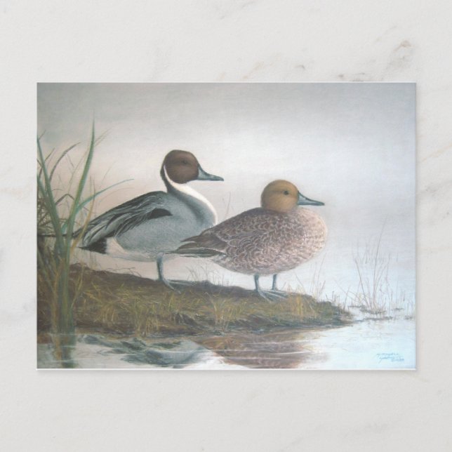 Pintail Ducks Postcard (Front)