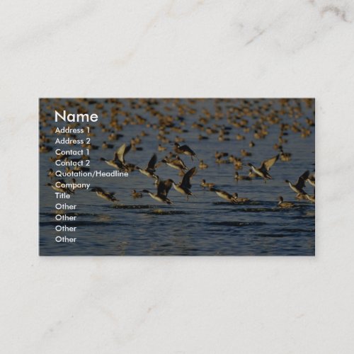 Pintails Business Cards