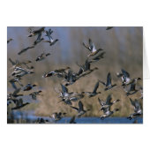 Pintails in Flight (Front Horizontal)