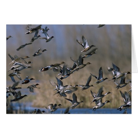 Pintails in Flight (Front Horizontal)