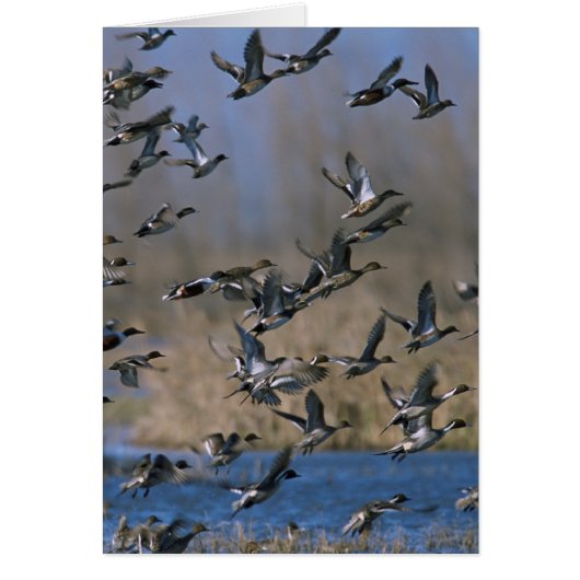 Pintails in Flight Cards (Front)