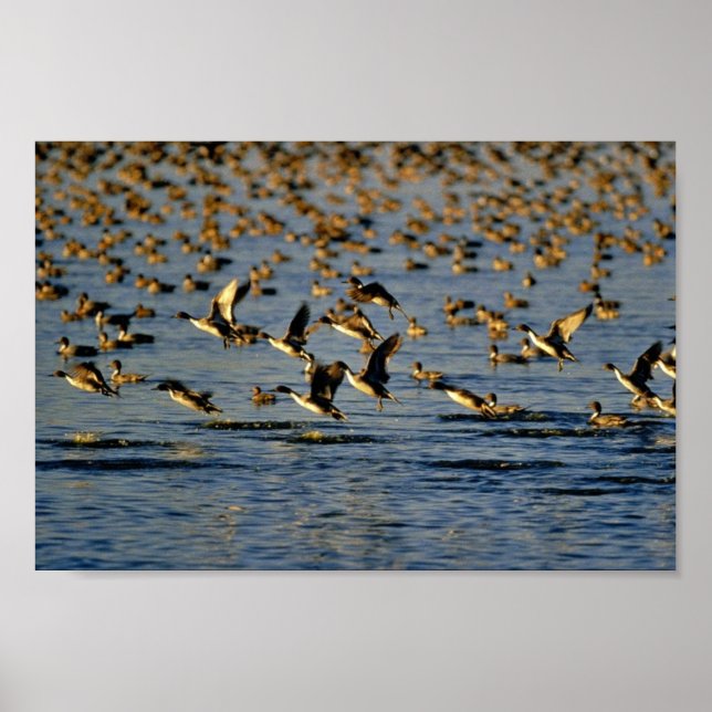 Pintails Poster (Front)