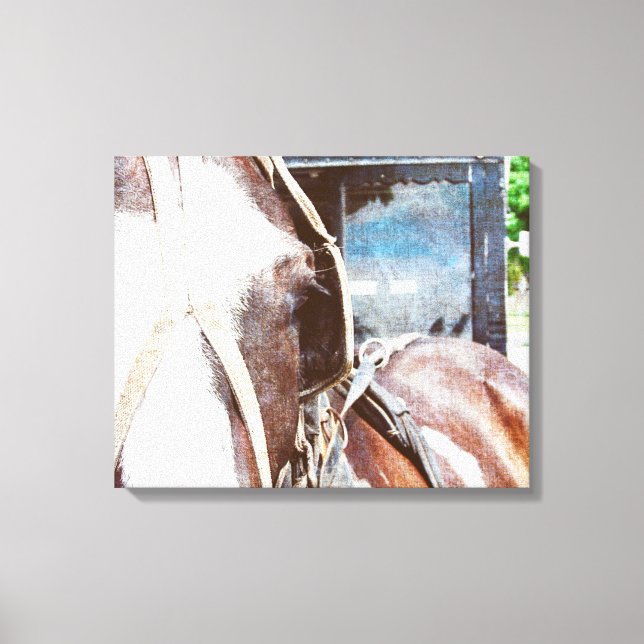 Pinto Amish Buggy Horse Canvas Print (Front)