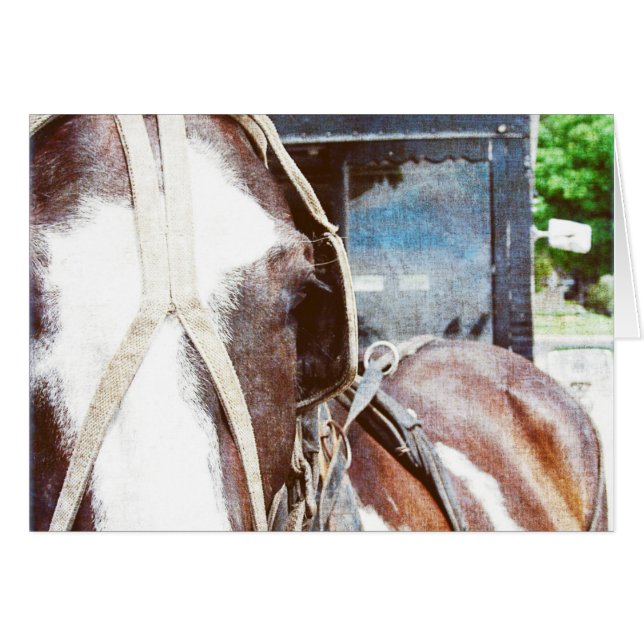 Pinto Amish Buggy Horse Cards (Front Horizontal)