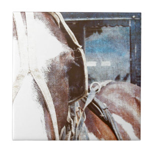 Pinto Amish Buggy Horse Tile