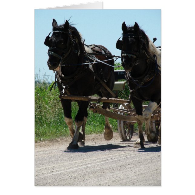 Pinto Amish Draft Horses Cards (Front)