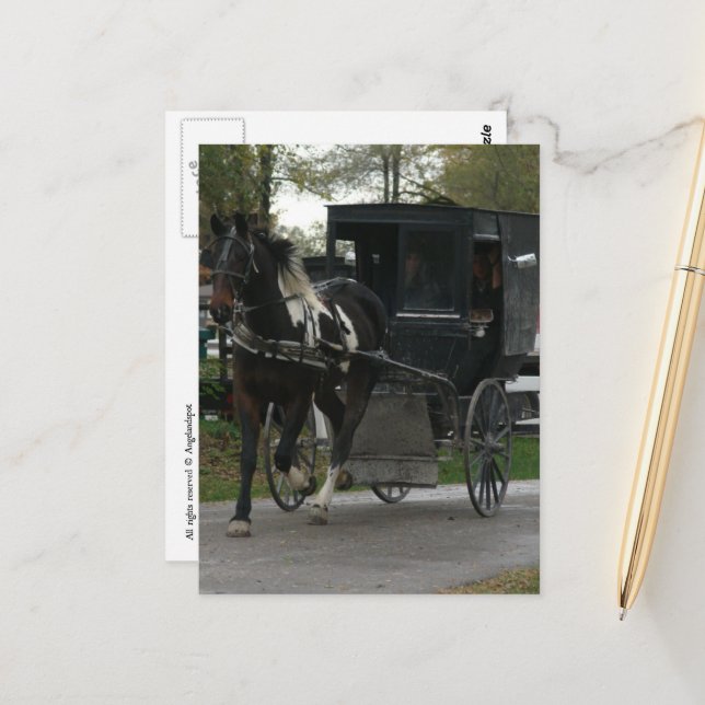 Pinto Amish Horse and Buggy Postcard (Front/Back In Situ)