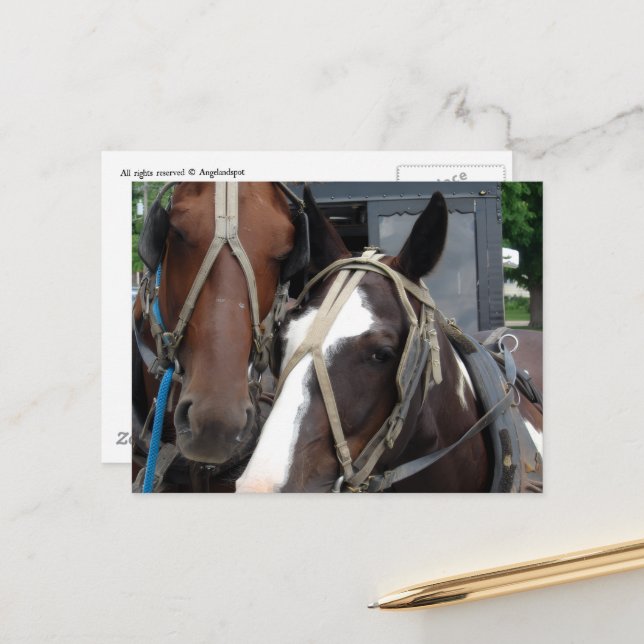 Pinto Amish Horse Solid Amish Horse and Buggies Postcard (Front/Back In Situ)