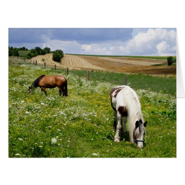 Pinto And Chestnut Grazing Cards (Front Horizontal)