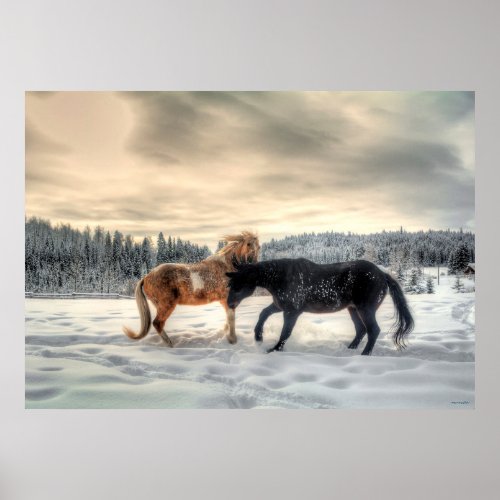 Pinto and Percheron Stallions Horse About in Snow Poster