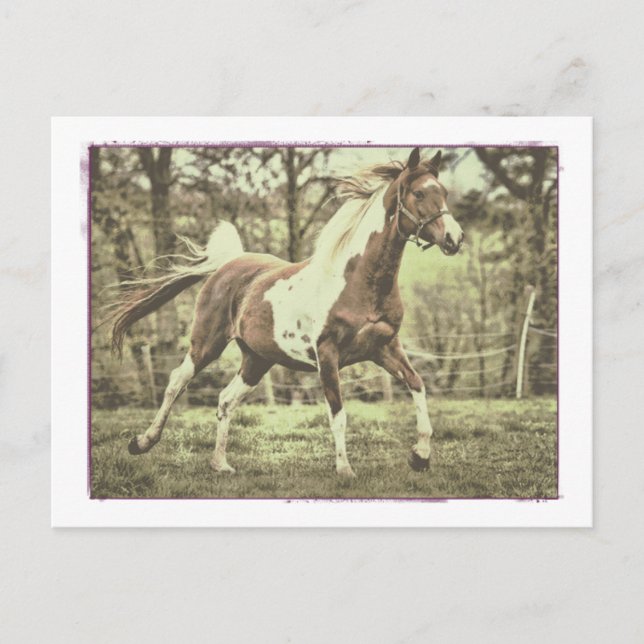 Pinto Arabian Postcard (Front)