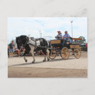 Pinto Draft Horse 2018 Mt. Pleasant, Iowa Postcard