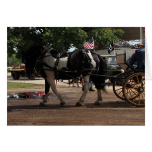 Pinto Draft Horse Cards