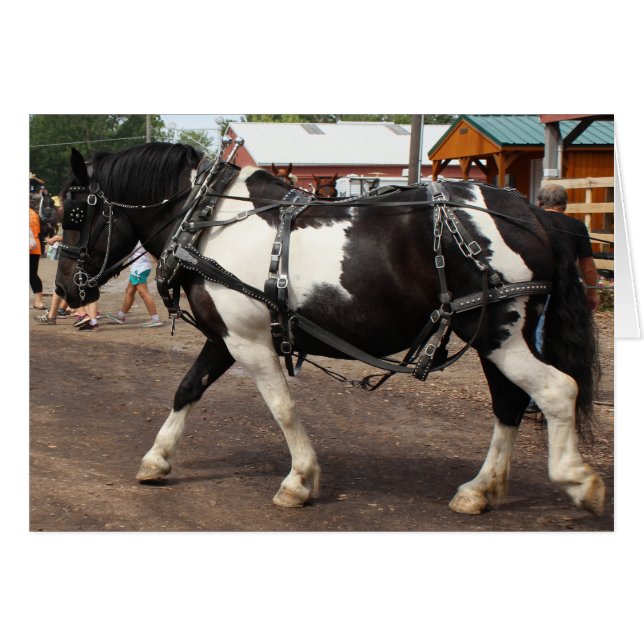 Pinto Draft Horse Cards (Front Horizontal)