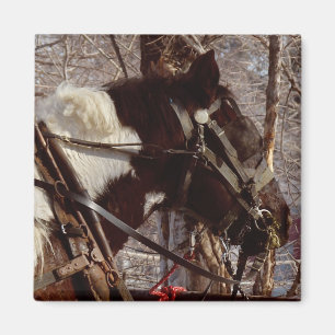 Pinto Draft Horse Magnet