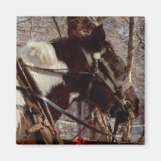 Pinto Draft Horse Magnet