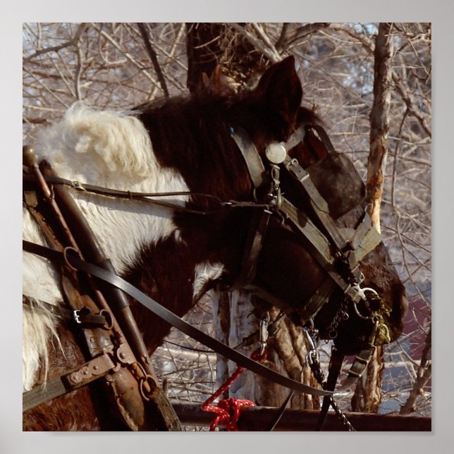 Pinto Draft Horse Poster (Front)