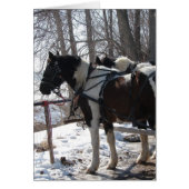 Pinto Draft Horses (Front)