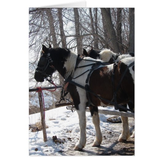 Pinto Draft Horses Cards (Front)