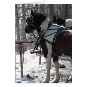 Pinto Draft Horses Cards