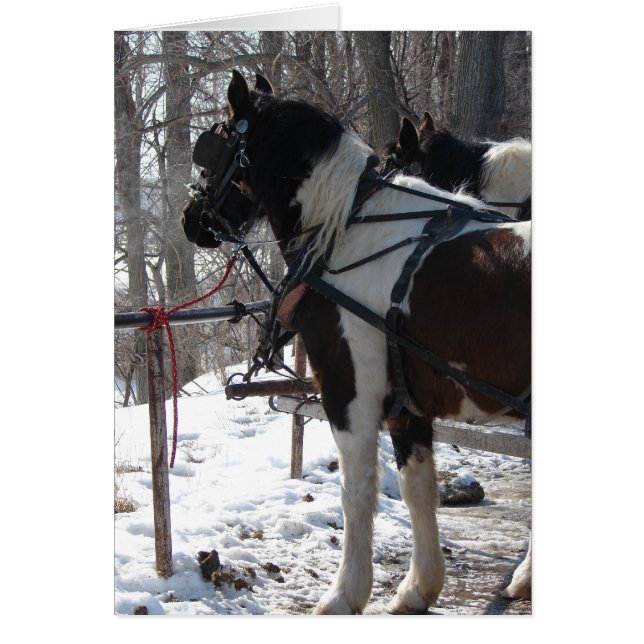 Pinto Draft Horses Cards (Front)