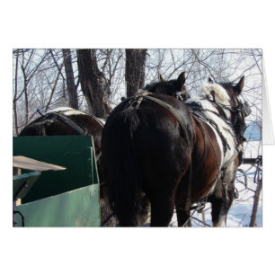 Pinto Draft Horses Cards