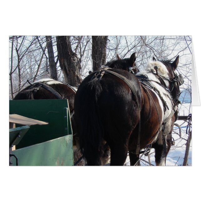 Pinto Draft Horses Cards (Front Horizontal)