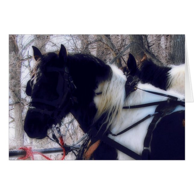 Pinto Draft Horses Cards (Front Horizontal)