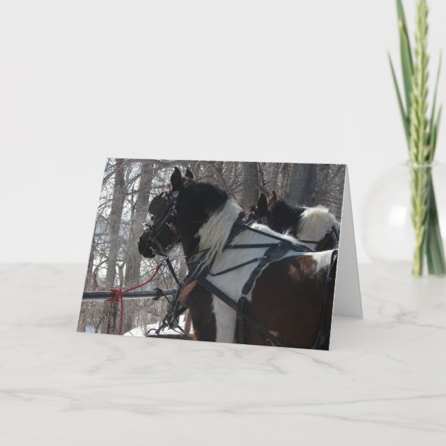 Pinto Draft Horses, Christmas Holiday Card (Front)